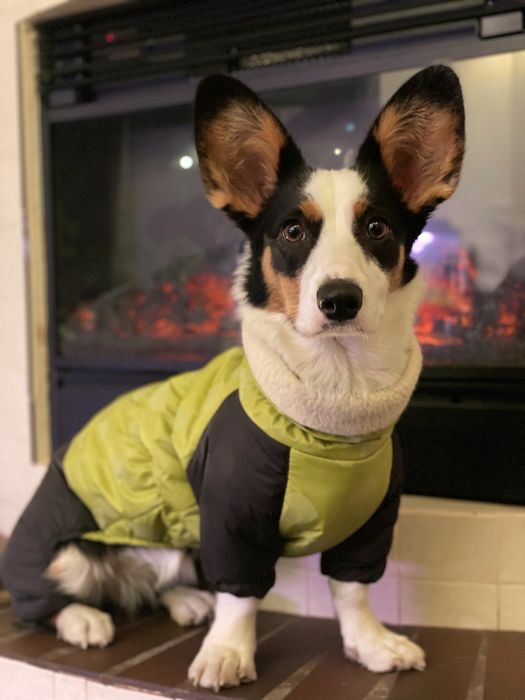 Одяг для собаки, зоотовари, комбинезон для корги