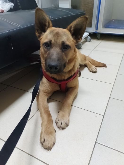 Собаці вкрай ТЕРМІНОВО потрібна родина!