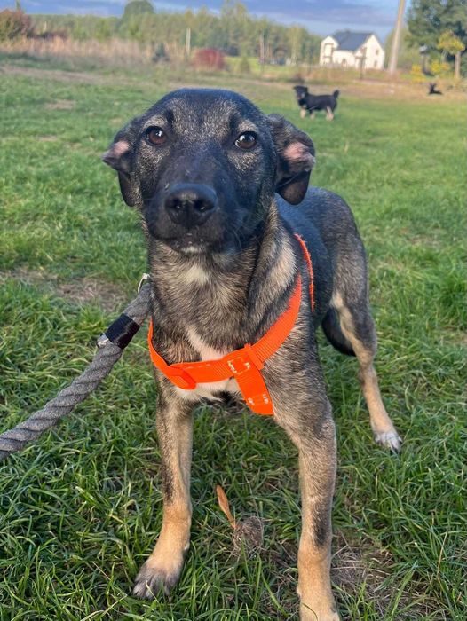 Uratowana suczka - też chcialaby mieć dom