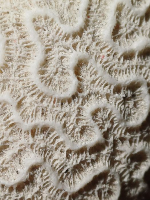 Pedra de Coral Natural Branca