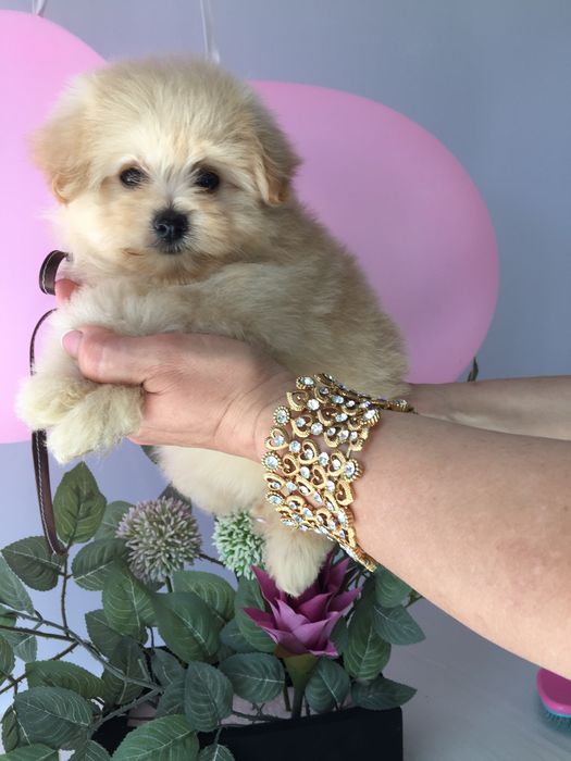 Помапу — Дівчатка, які змінять вашу реальність