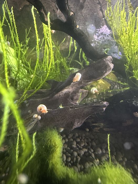 Pink Ramshorn Snail (caracol de água doce)
