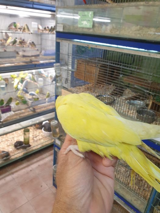 Ring Neck demosticados