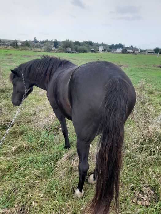 Продам кобилу звиртайтися