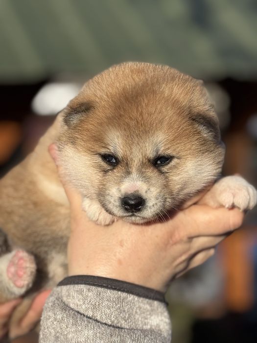 Акіта іну - цуценята з міжнародної годівлі Mendelred kennel FCI