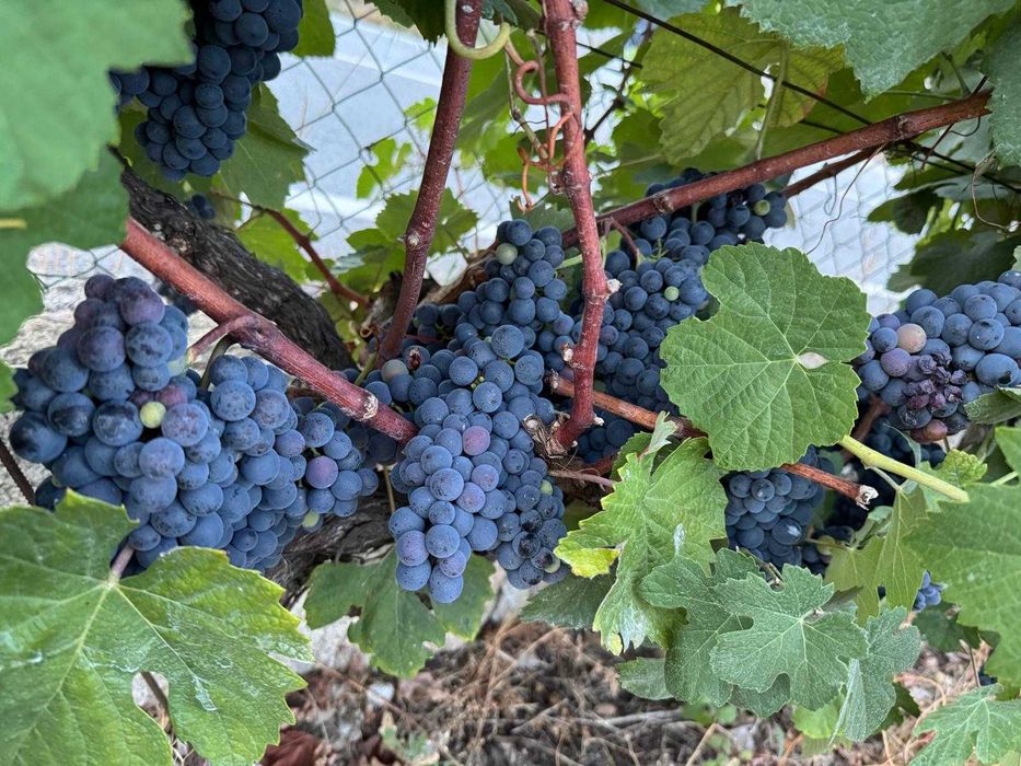 Venda de uvas brancas/tintas
