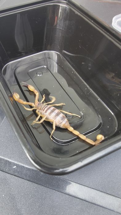 Skorpion z USA Import Piękny zdrowy okaz Smeringurus mesaensis