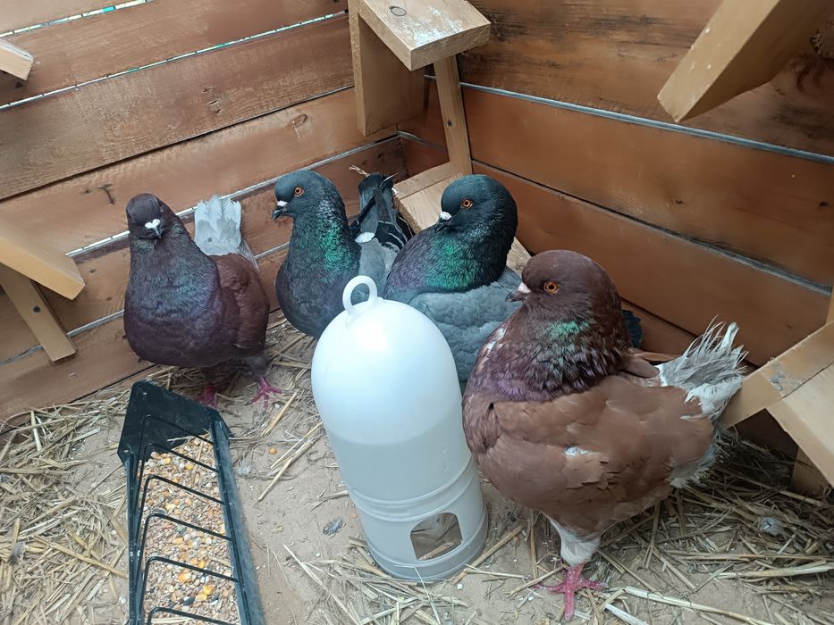 Gołębie kingi dobra klasa