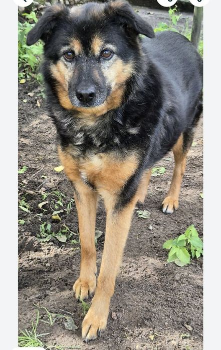Wspaniała suczka do adopcji
