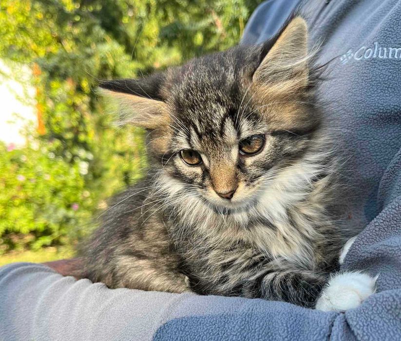 Маленькі муркотики шукають дім