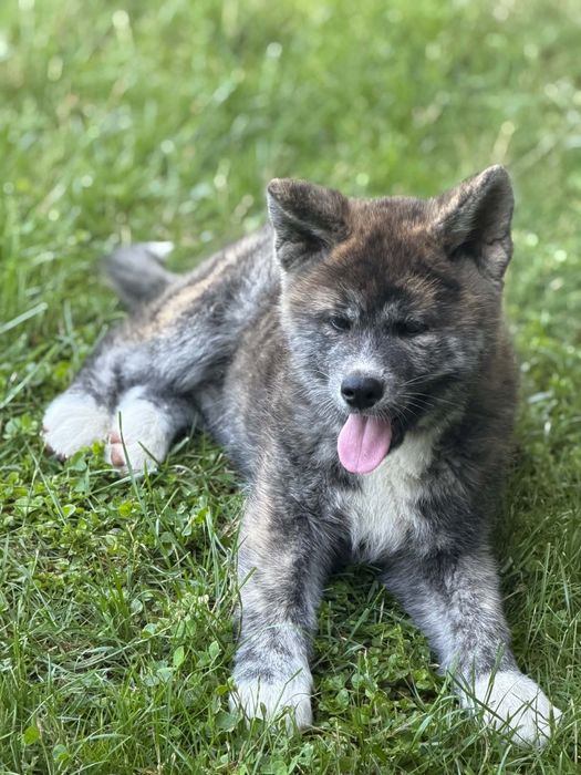 Szczeniaki Akita