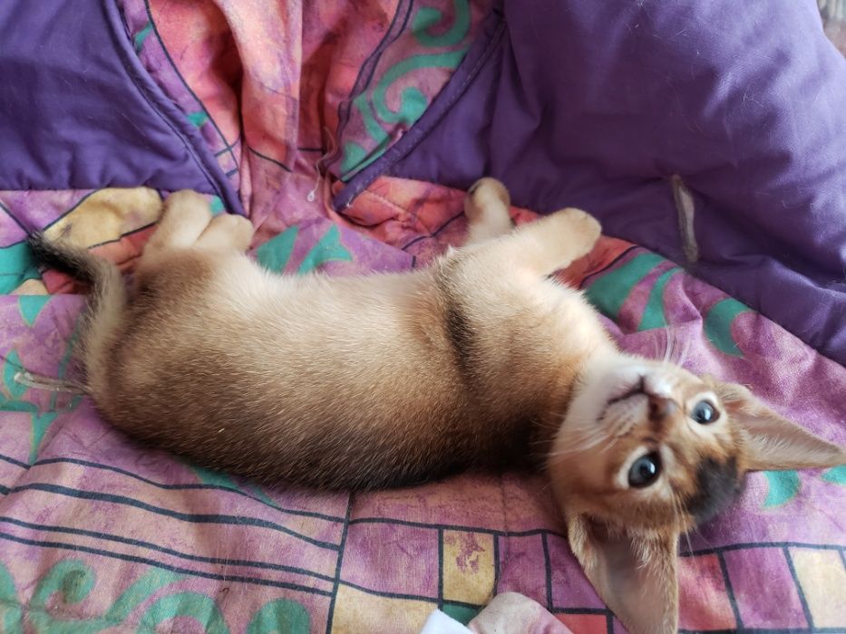 Абиссинские котята, мальчик и девочки. Разный окрас с документами.