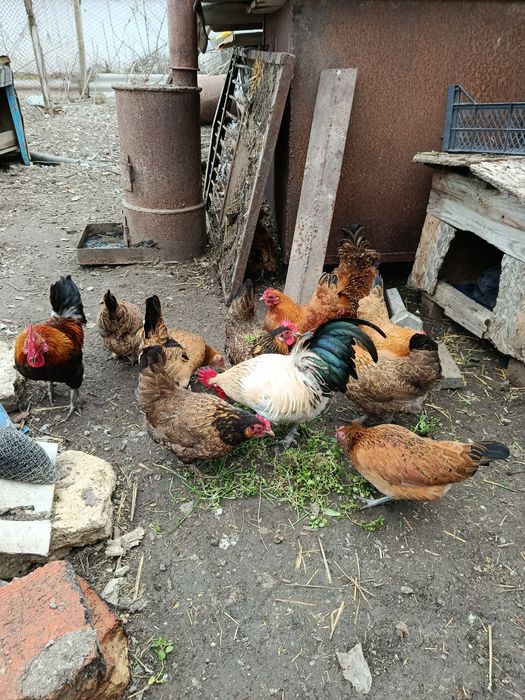 Ия курочкек бентамочек