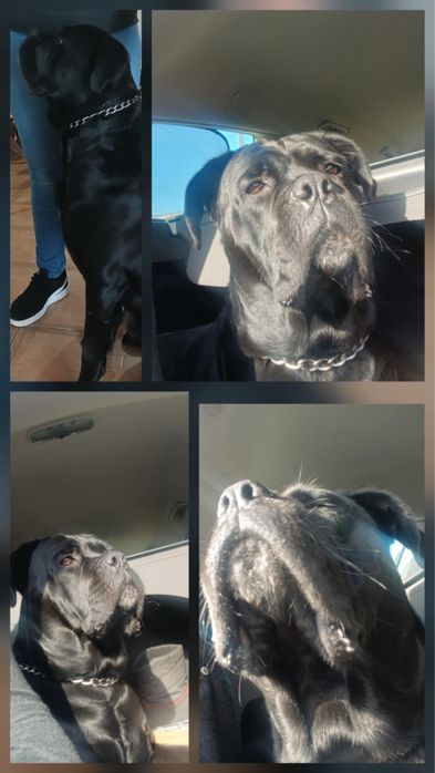 Cane Corso Italiano