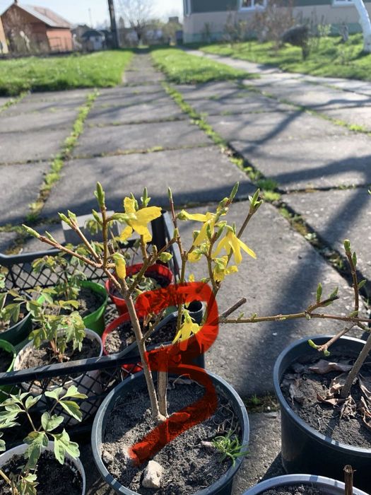 Рослини  вуличні