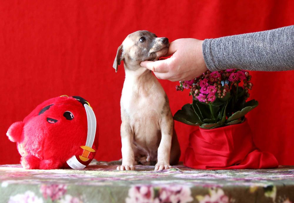 Whippet Chart angielski ZKwP/FCI niezwykłej urody piesek SID