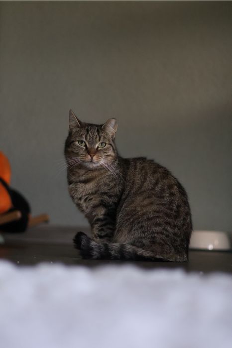 Chilli - kotka do adopcji