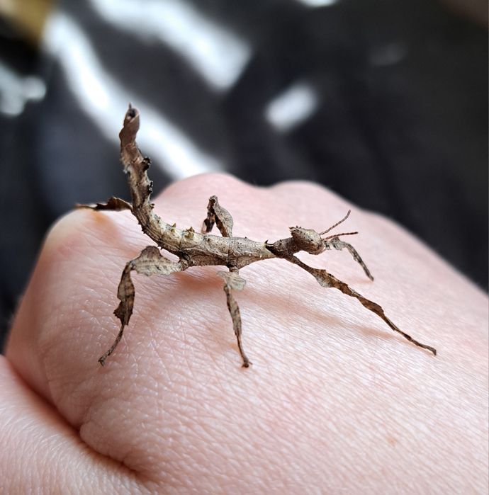 Straszyk australijski / Extatosoma tiaratum