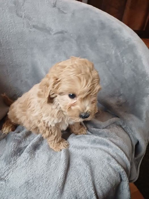 Cavapoo F1 B cudeńko