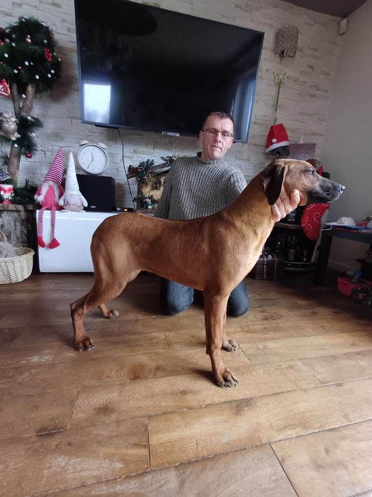 Rhodesian Ridgeback ZKwP FCI Piękna suczka ŚLĄSK CENA CAŁKOWITA