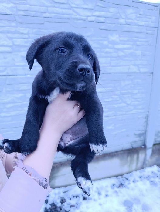 Собачки в добрі руки