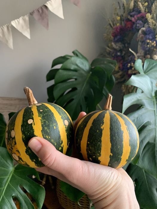 Насіння декоративних гарбузів