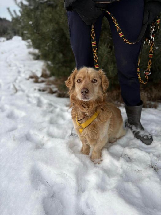 Piękny Pinio ,szuka domu.