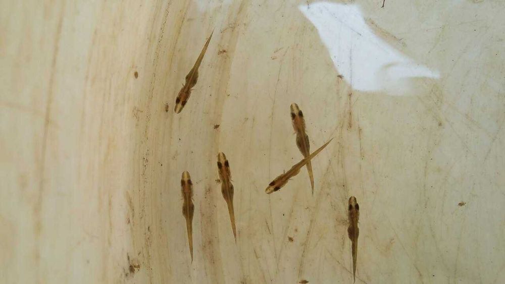 Личинка щуки, зарибок