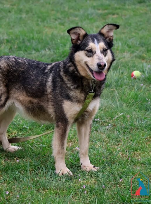 Furcia 165/23 - SZUKA DOMU!