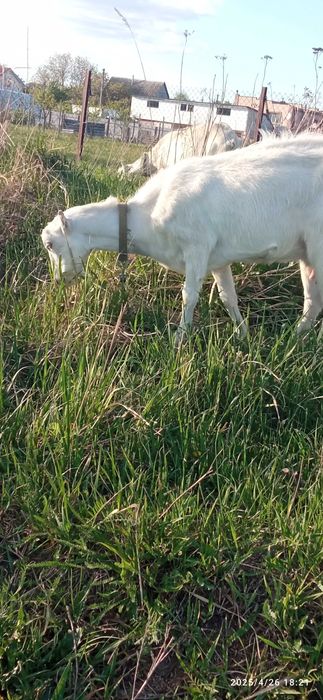 Коза, кізка, дійна зааноламанча.