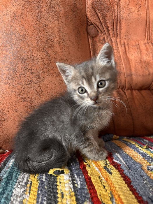 Кошеня шукає дім