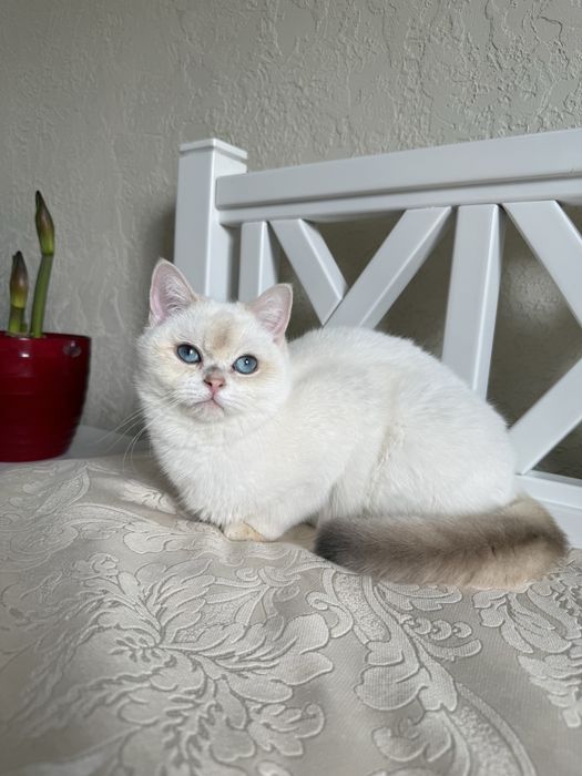Золотий поінт хлопчик