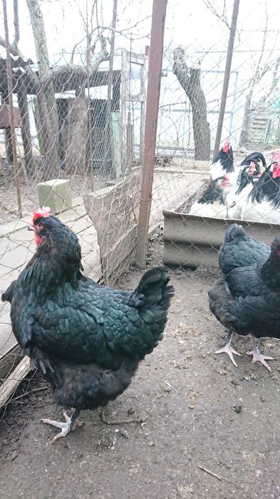 Інкубаційне яйце мідного марана