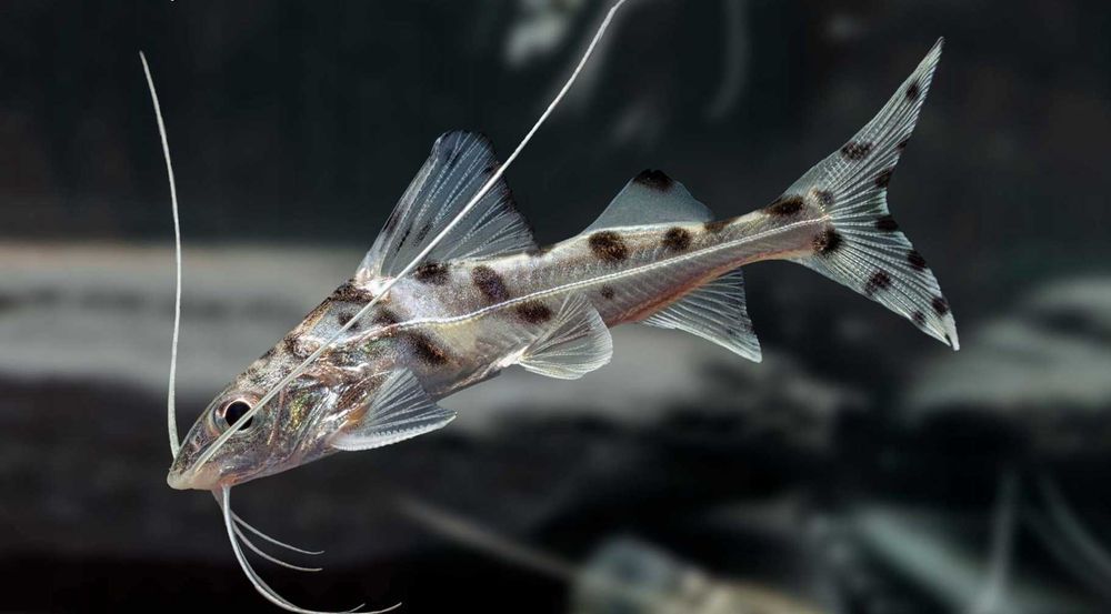 GB Sum Pimelodus Pictus, Mandi mały - dowóz ryb!