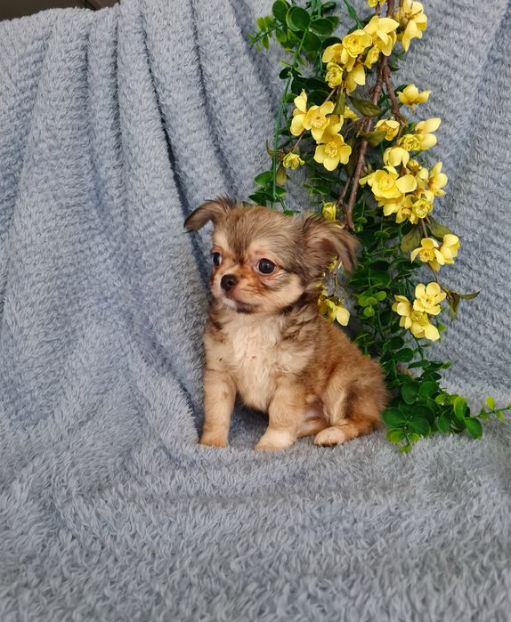 Excecional super mini pelo longo Chihuahua/Chiuaua de Qualidade