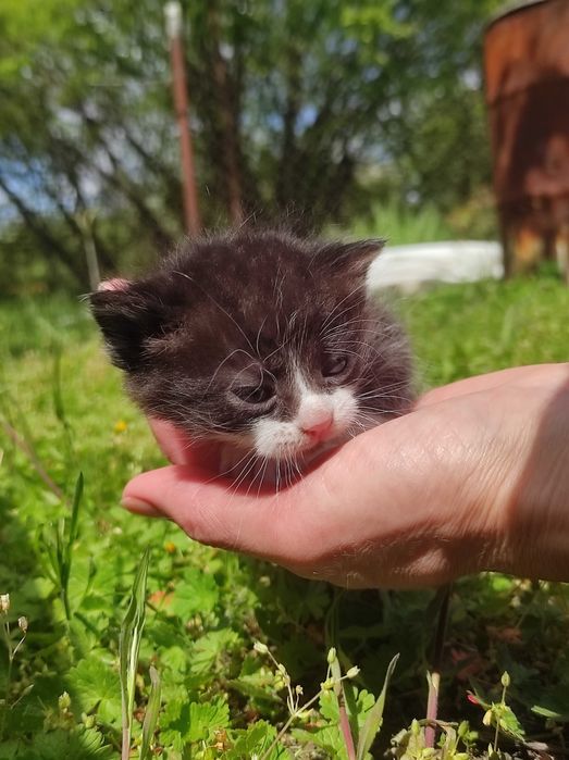 Кошенята. Пухнаста сімейка