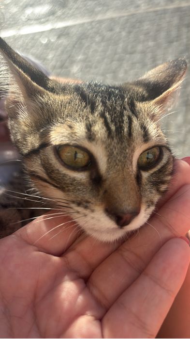 Doou gatinho bebé