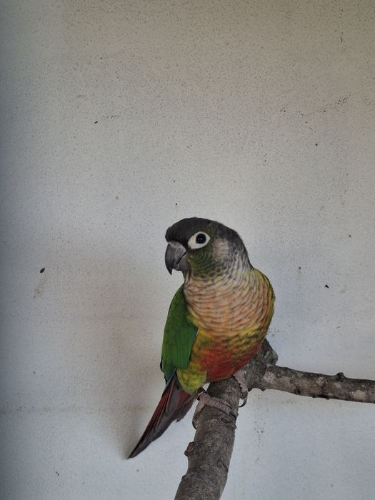 Pyrrhuras disponiveis