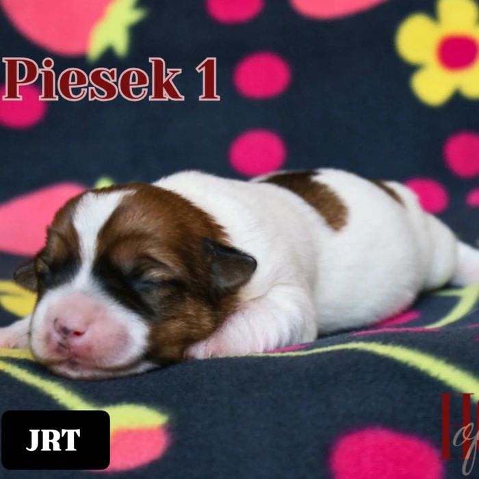 PIESEK TICKET Jack Russell Terrier szorstkowlosy ZKwP FCI