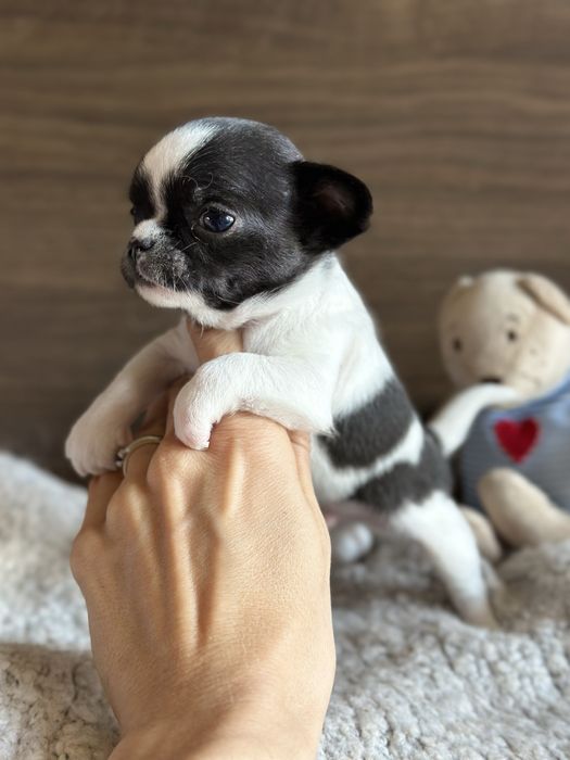 CHIHUAHUA chlopiec  :)