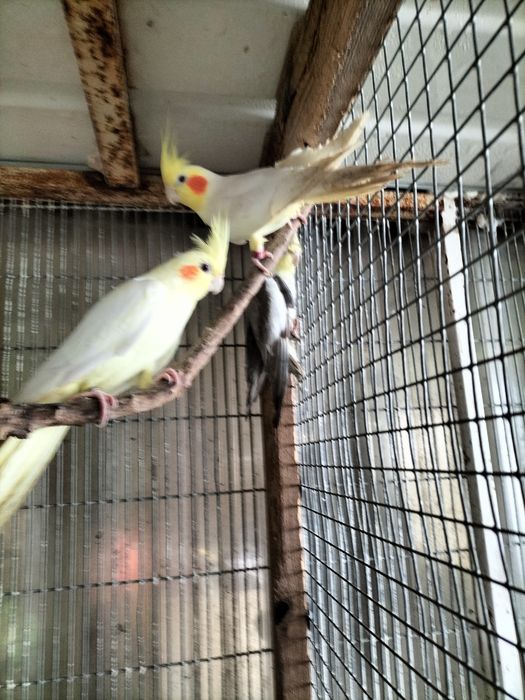 Caturras para troca ou venda