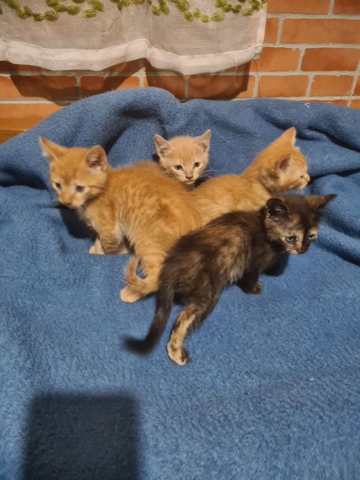 Gatinha preta para Adoção