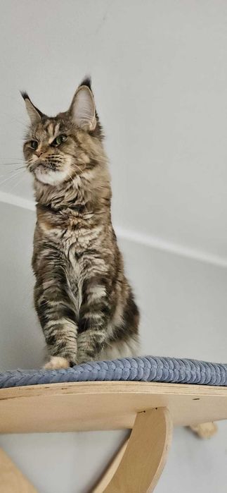Kotka Maine Coon Kaja