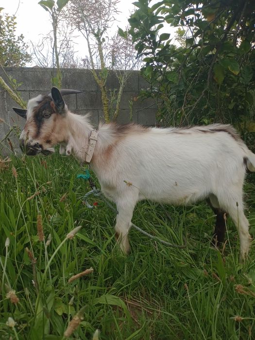 Cabrito macho 6 meses