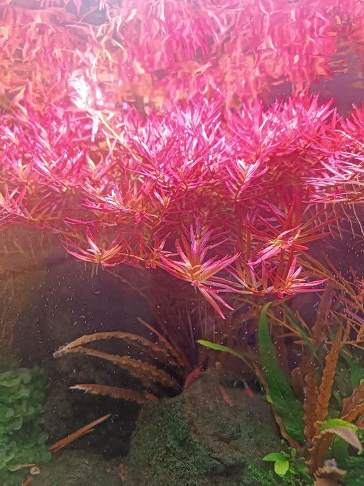 Podas Rotala H'rA