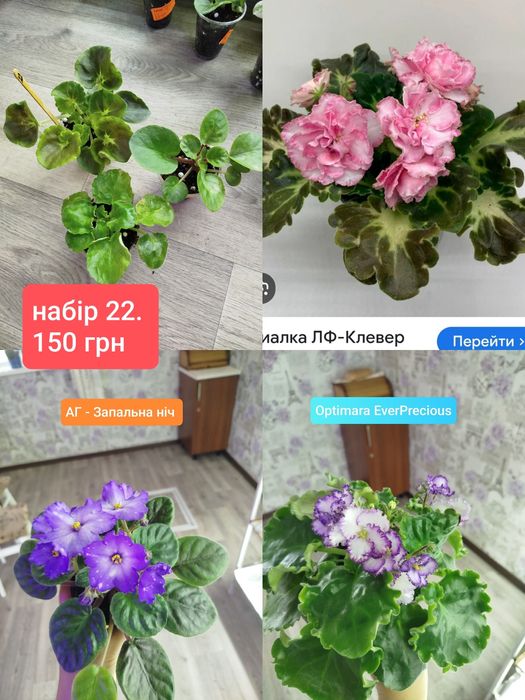 Дітки фіалок. Набір. Ціна за 3 шт