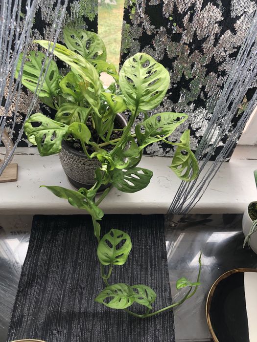 Продам вазон разом з горщиком