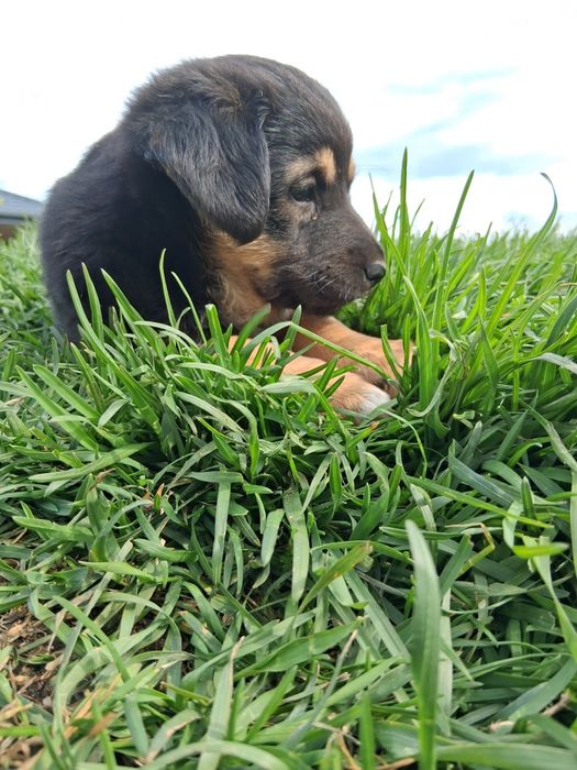 Szczeniak suczka do adopcji