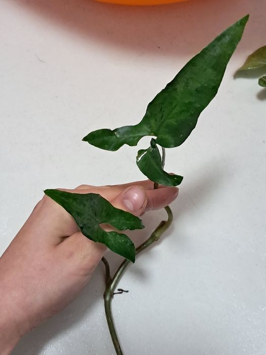 Syngonium angustatum