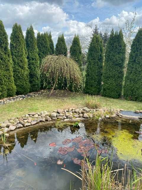 Działka ROD, ogródek działkowy Poznań